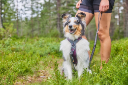 Non-stop Line Harness 5.0 Hundegeschirr
