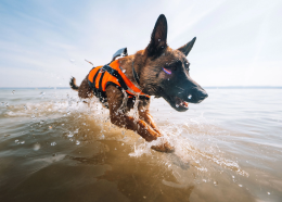 Non-stop dogwear Safe life jacket 2.0 Hundeschwimmweste