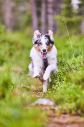 Non-stop Line Harness 5.0 Hundegeschirr