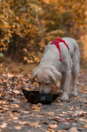 Nonstop Dogwear Trekking bowl - Fressnapf für unterwegs